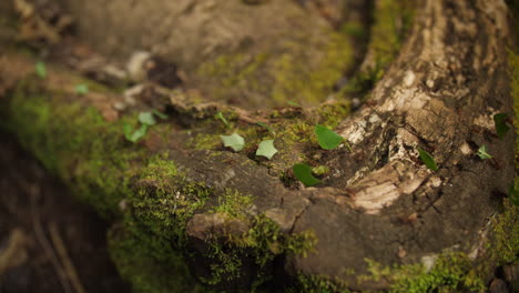 Leaf-cutter-ants-walking-across-a-root-in-Guiana-real-speed